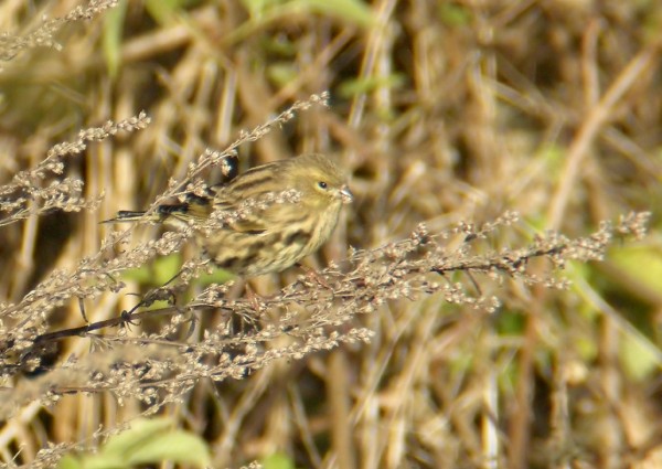 Serin