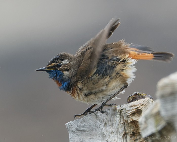 Red-spotted Bluethroat
