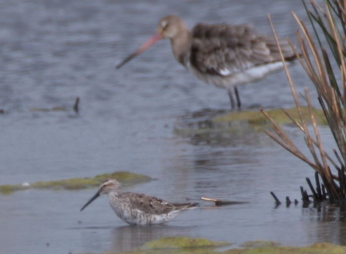 Stilt Sandpiper