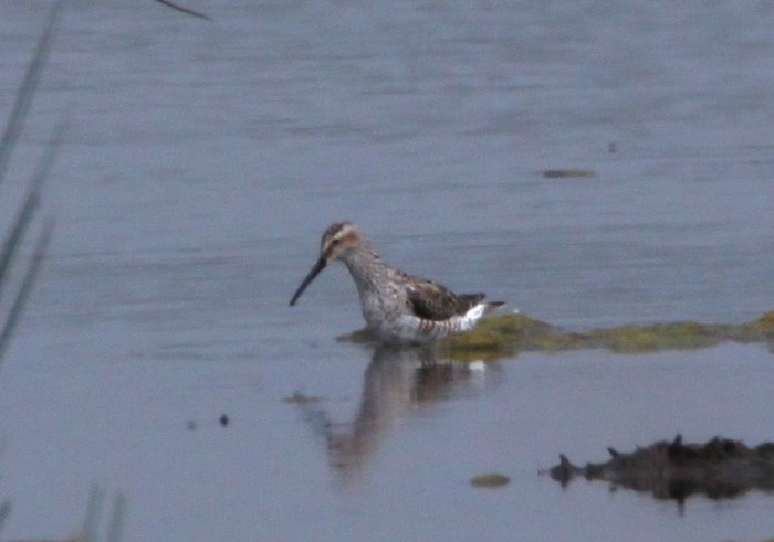 Stilt Sandpiper