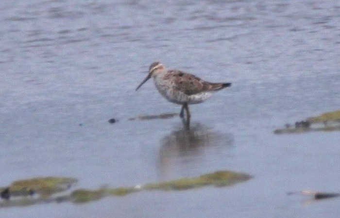 Stilt Sandpiper