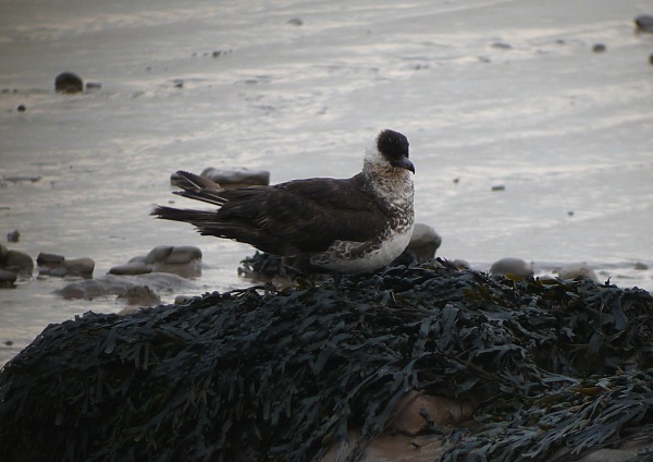 Pomarine Skua