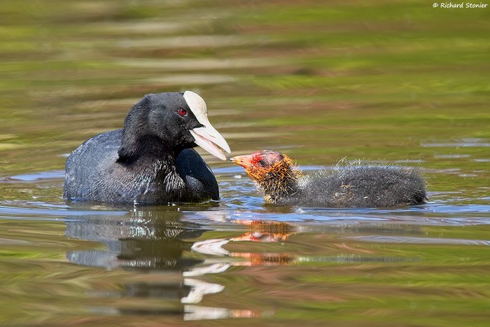 Coot