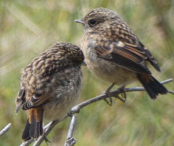Stonechat