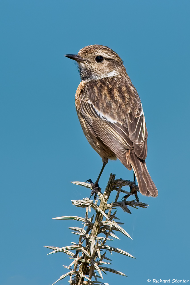 Stonechat