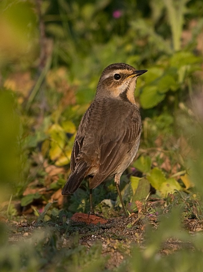 Bluethroat