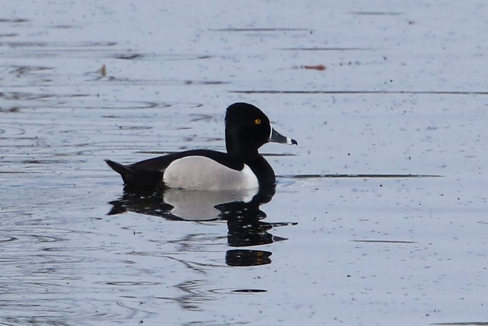 Ring-necked Duck
