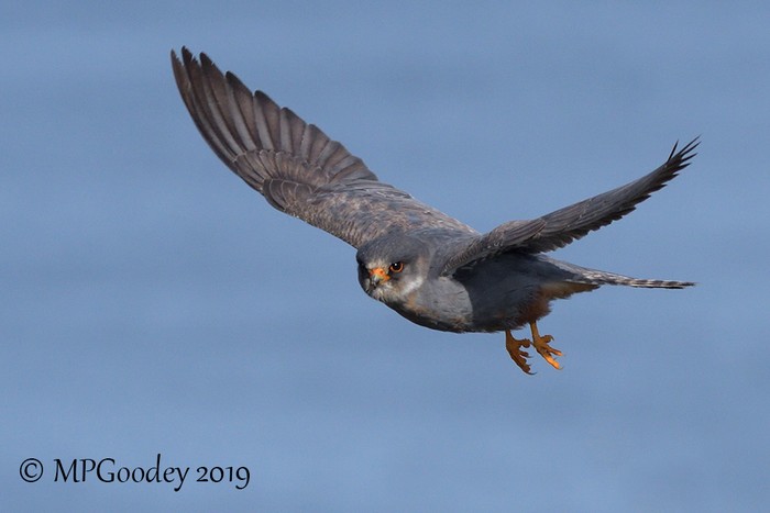 Red-footed Falcon