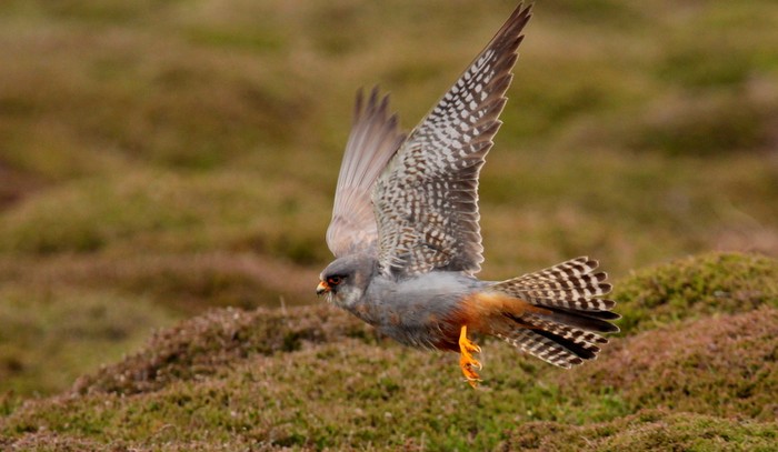 Red-footed Falcon