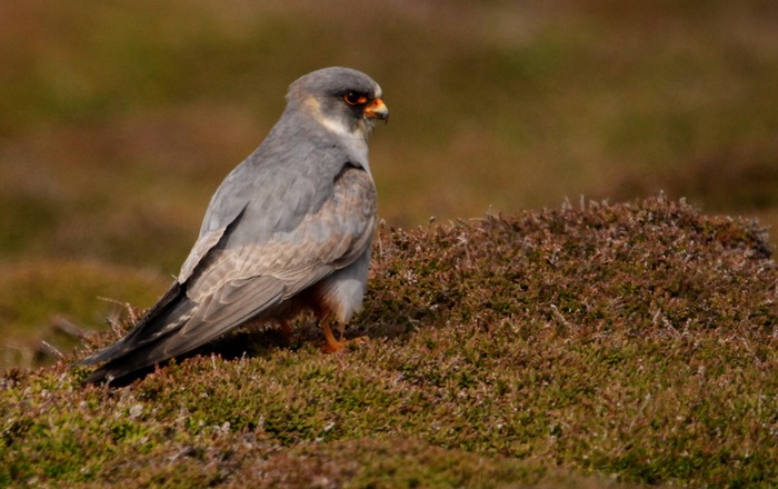 Red-footed Falcon