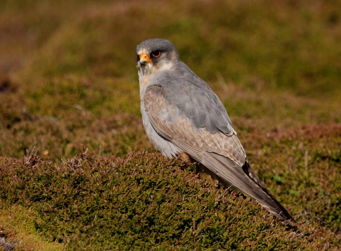 Red-footed Falcon