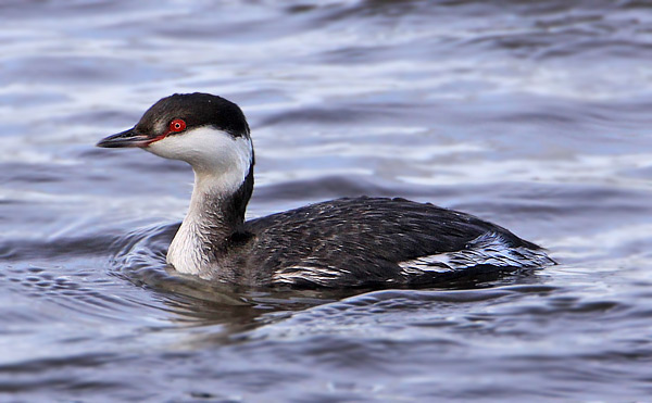 Slavonian Grebe