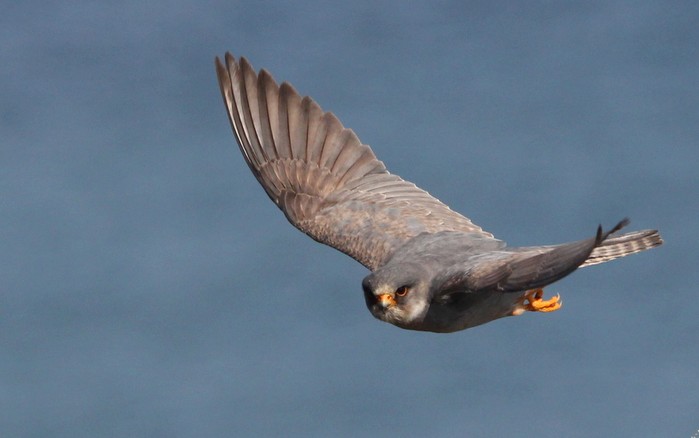Red-footed Falcon
