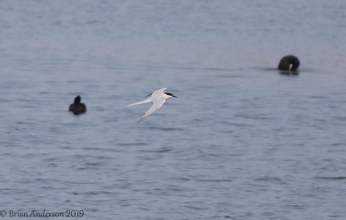 Roseate Tern