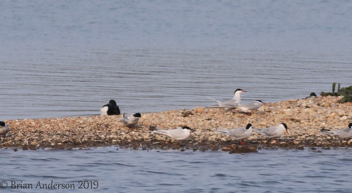 Roseate Tern