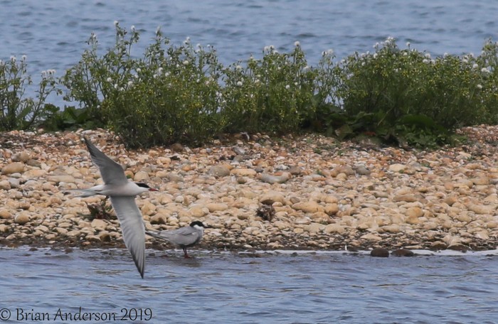 Whiskered Tern