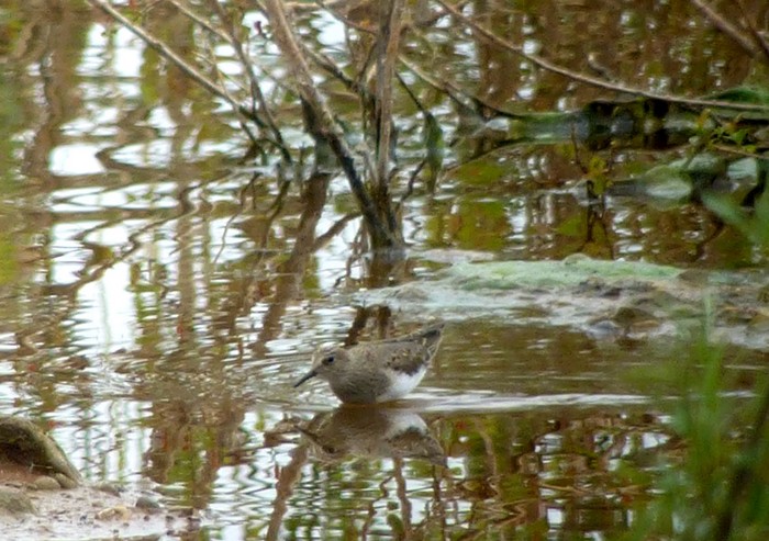 Temminck's Stint
