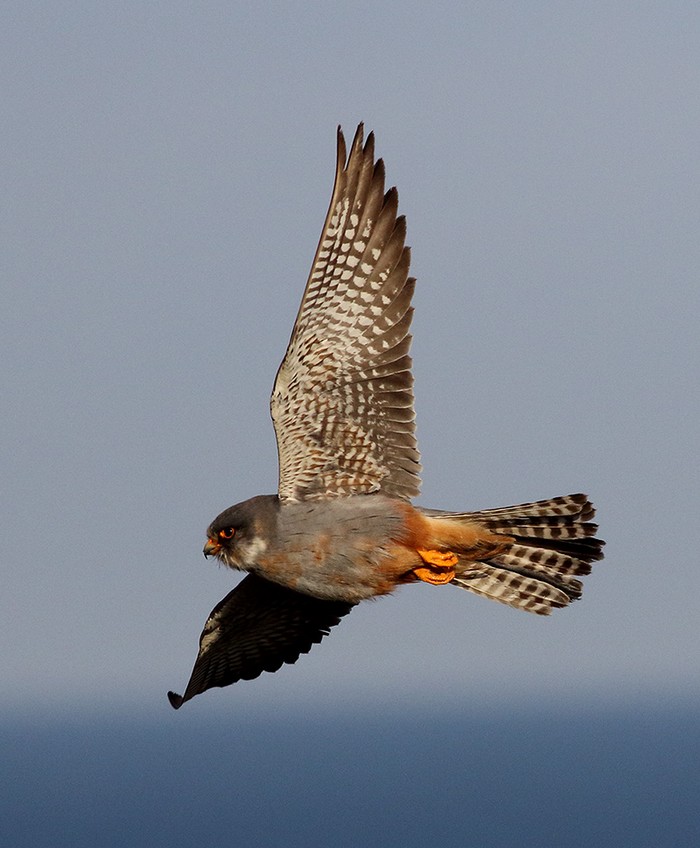 Red-footed Falcon