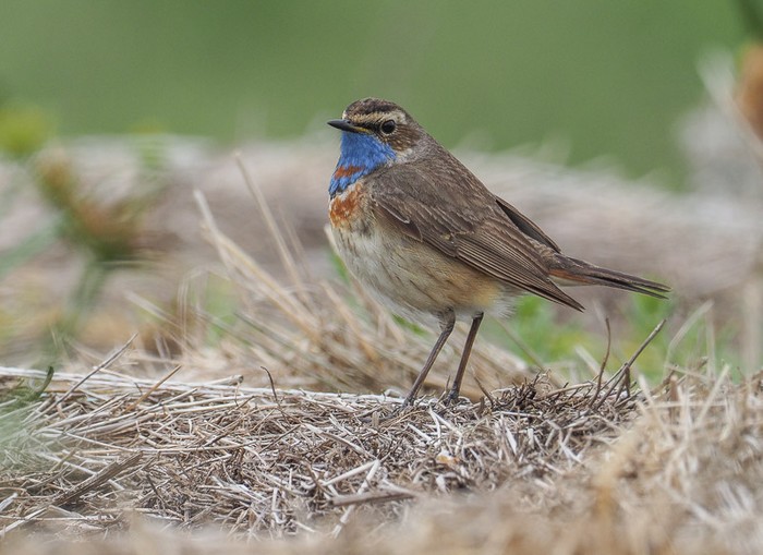 Red-spotted Bluethroat