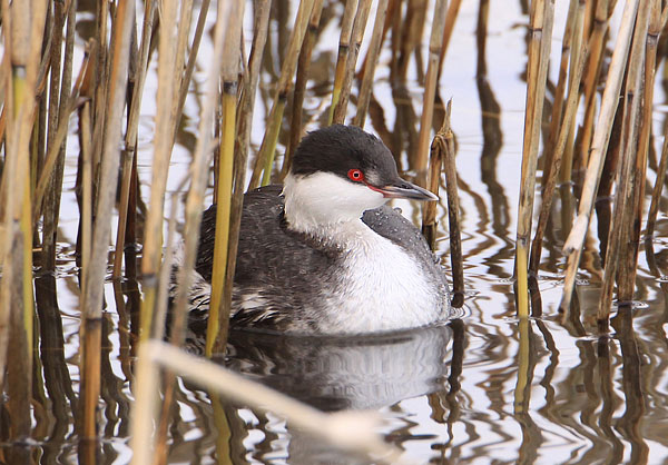 Slavonian Grebe