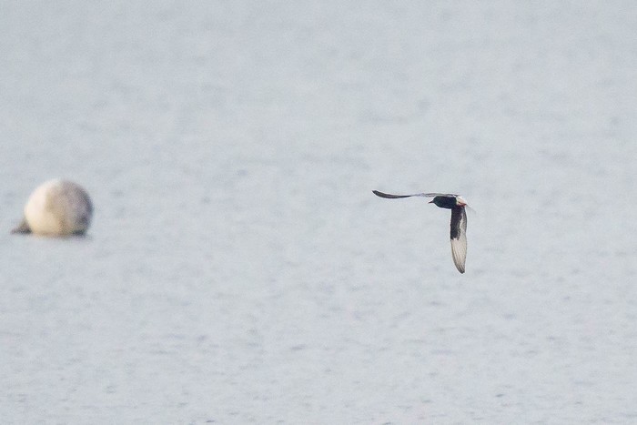 White-winged Black Tern