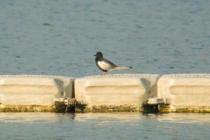 White-winged Black Tern