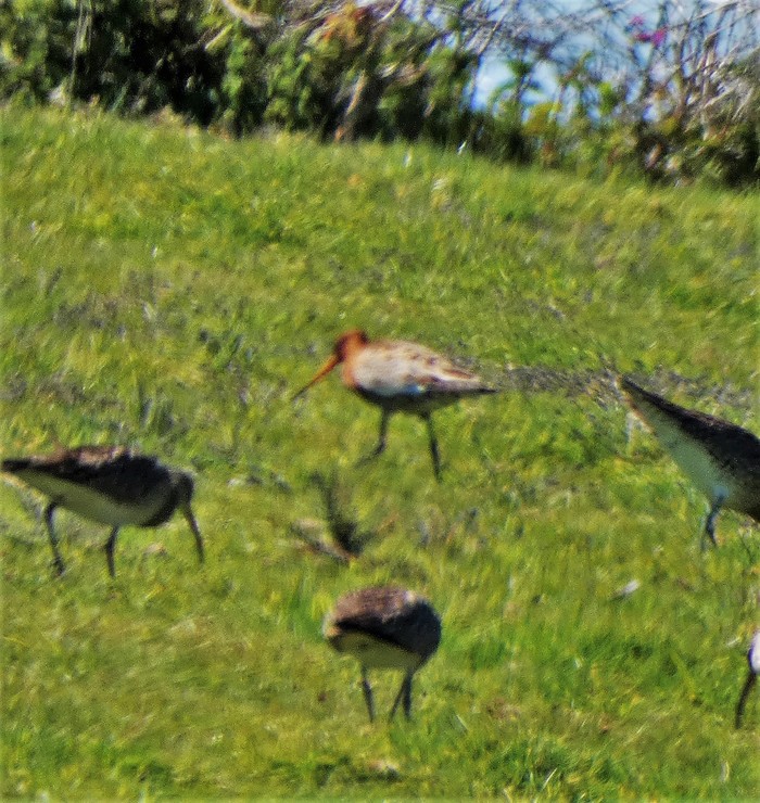 Black-tailed Godwit