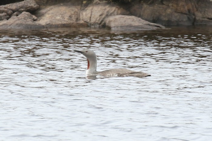 Red-throated Diver