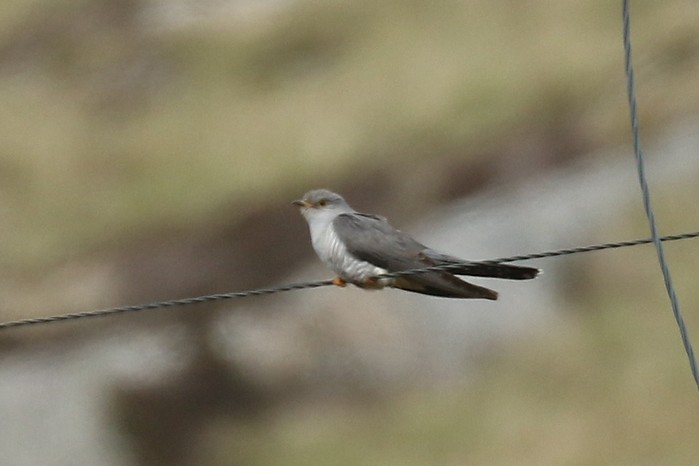 Cuckoo