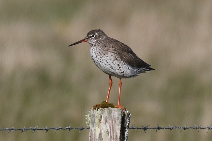 Redshank