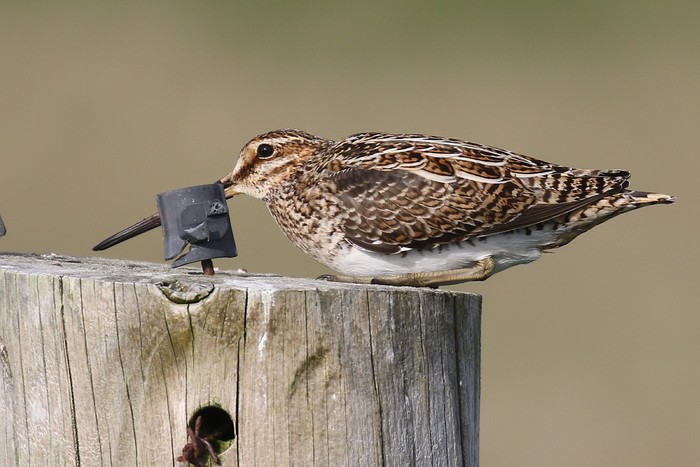 Snipe