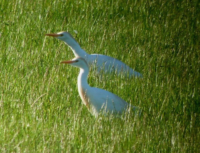 Cattle Egret