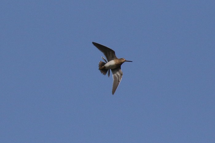 Snipe
