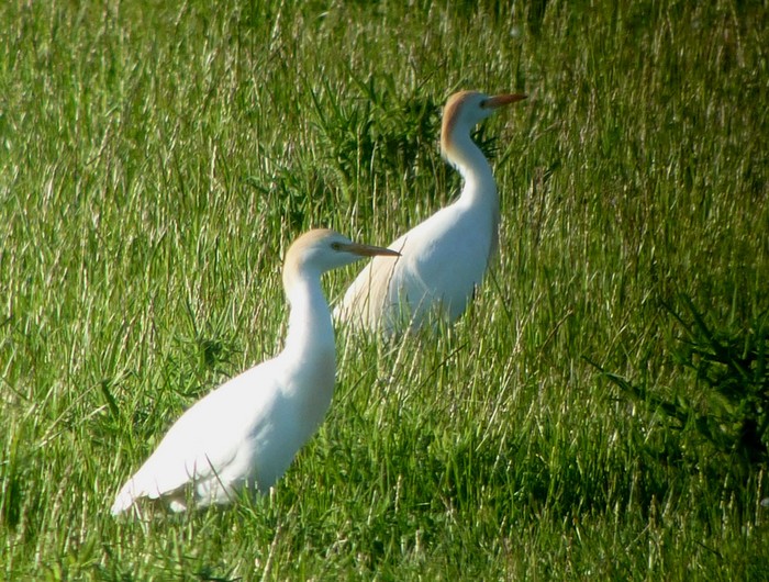 Cattle Egret