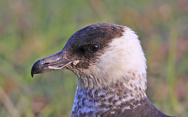 Pomarine Skua