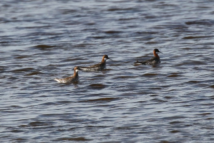 Red-necked Phalarope
