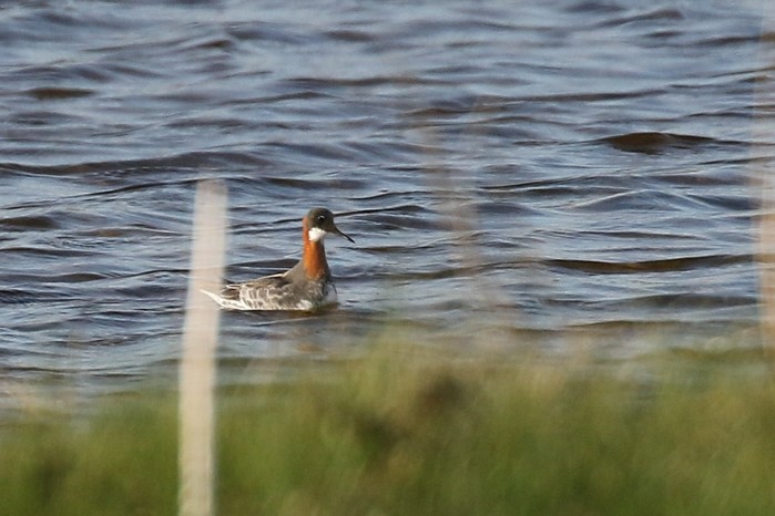 Red-necked Phalarope