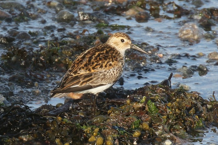 Dunlin