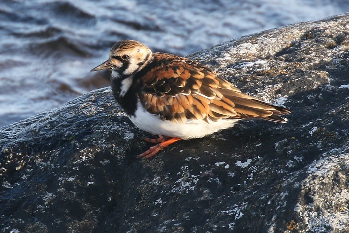 Turnstone