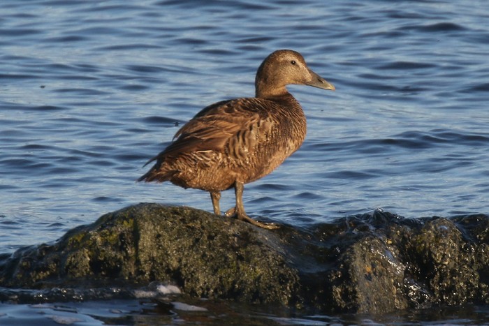 Eider