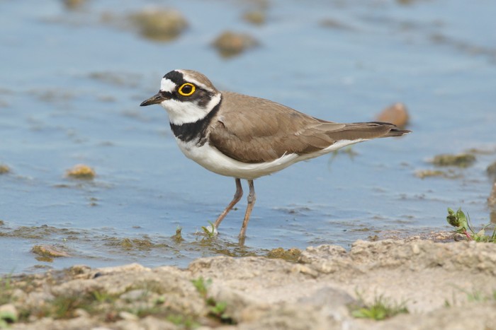 Little Ringed Plover