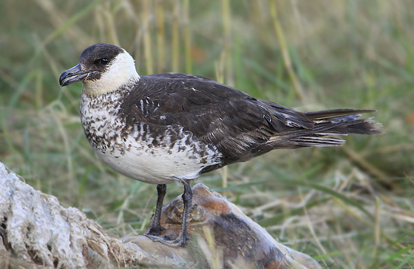 Pomarine Skua