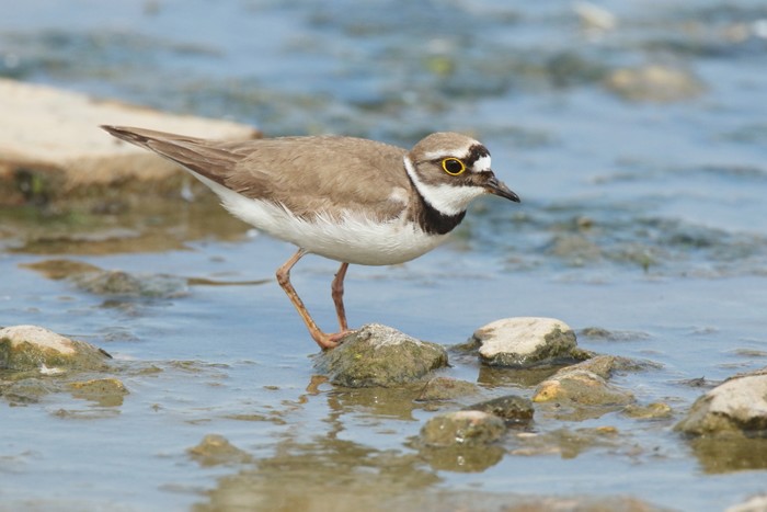 Little Ringed Plover
