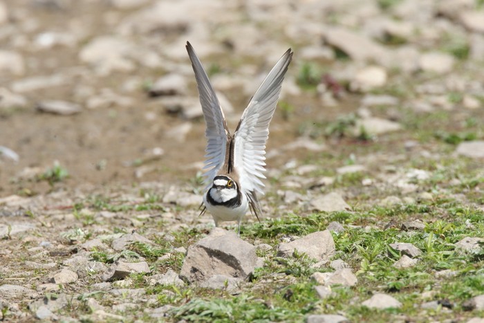 Little Ringed Plover