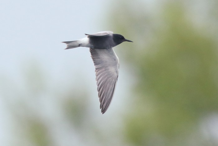 Black Tern