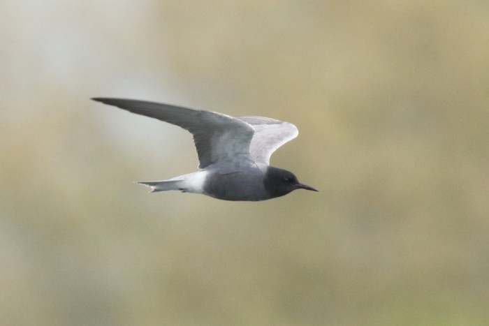 Black Tern