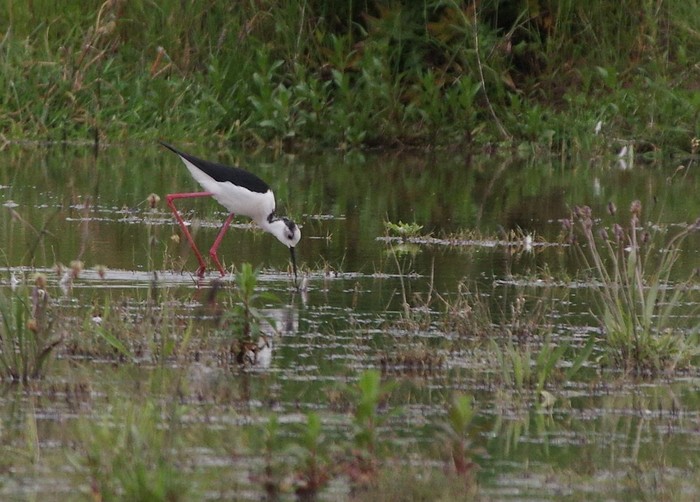 Black-winged Stilt