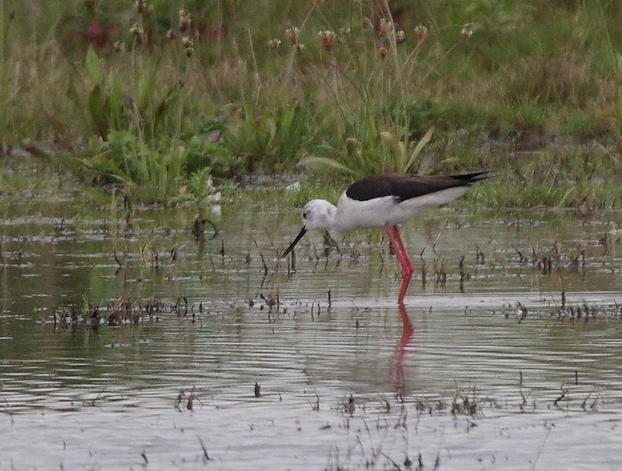 Black-winged Stilt