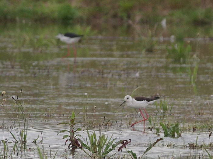 Black-winged Stilt