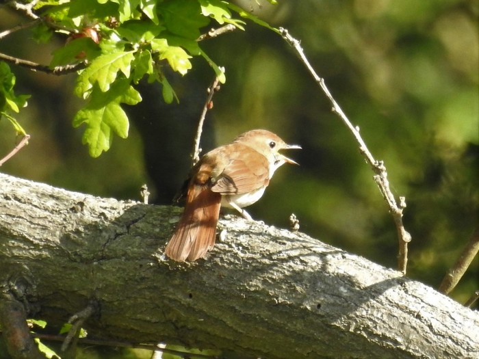 Nightingale